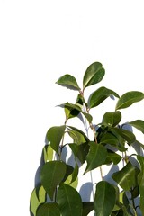 Fototapeta na wymiar Ficus en Fondo Blanco, hojas verdes, verde, fondo para texto, presentaciones, diseño, banner, flyer, casamiento, Naturaleza.
