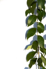 Ficus en Fondo Blanco, hojas verdes, verde, fondo para texto, presentaciones, diseño, banner, flyer, casamiento, Naturaleza.
