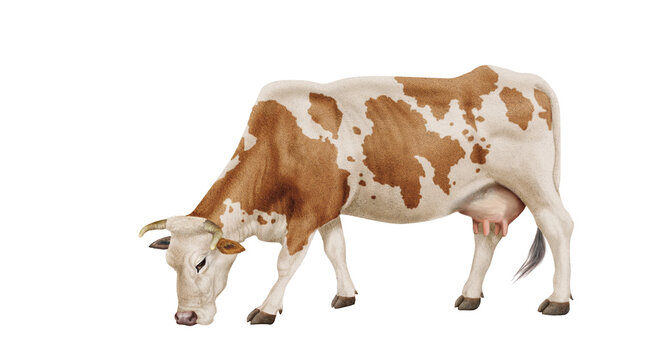 vache laiti&egrave;re, ferme, b&eacute;tail, rousse et blanche, tache coeur,  , brouter, en broutent, mollet, gazon, prairie, champ, agriculture, alpage, exploitation laiti&egrave;re, lait, vert, animal, taureau, mammif&egrave;r