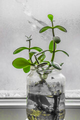 Plant in a jar on the background of a misted window. Blur. Not clear focus.