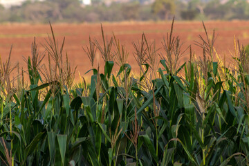 View of a green corn plantation in Brazil