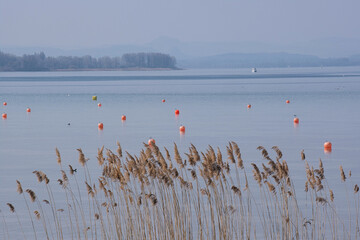 Schilf und Bojen am Bodensee