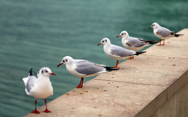 Photos of white gulls on the sea