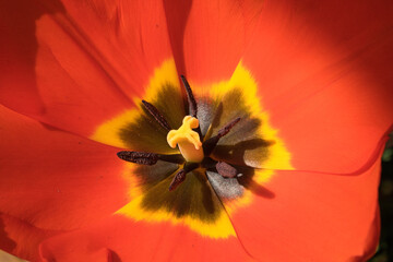 Blütenstempel einer Tulpe