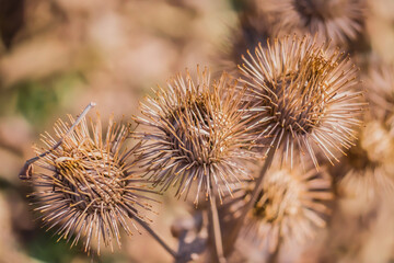 Dry thorny burdock plant in nature close-up.