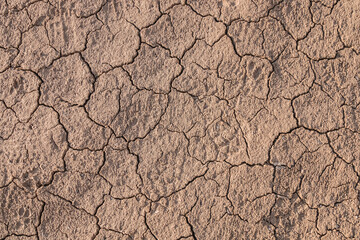 Soil salt marsh with animal footprints. Close-up as background.