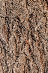 Beautiful tree bark as background