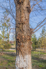 Fototapeta premium Trunk of an old deciduous tree close-up in nature in the park
