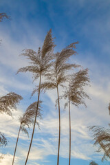 The panicle of a dry reed plant sways in the wind against the background of the sky.Blur.