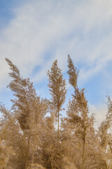 Fototapeta na wymiar The panicle of a dry reed plant sways in the wind against the background of the sky