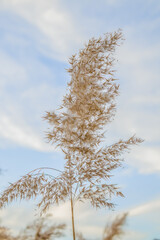 The panicle of a dry reed plant sways in the wind against the background of the sky.Blur.