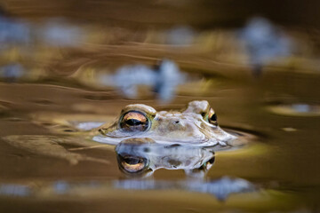 Common toad eyes reflecting low in the water swimming right with room at the top