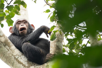 Chimpanzee baby (Pan troglodytes) sitting on a branch in Kibale Forest National Park, Uganda, Africa
