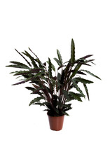 Calathea rufibarba Fenzl or Furry feather calathea in black plastic pot it is an air purifying plant that can be grown indoors isolated on white background