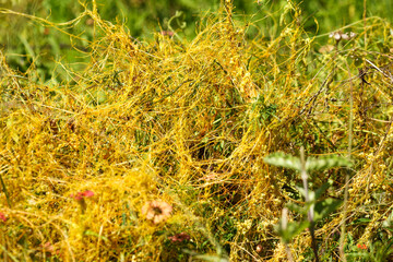 Dodder weed, South Africa