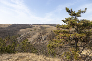 trees in the mountains