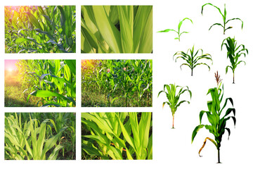 Close-up of green corn plants on a white background. with sunlight shining on the background corn plant example for economic plant design Asia and Europe