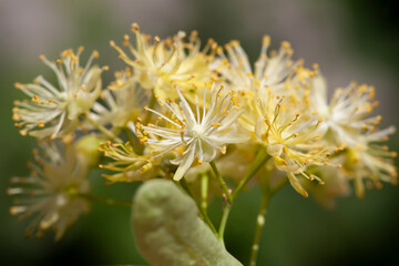 beautiful linden tree flower in spring during flowering,