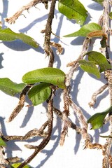 Micrograma en fondo blanco, hojas, hojas verdes, enredadera, naturaleza, para texto , presentaciones, banner, flyer, casamiento, naturaleza