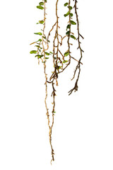 Micrograma en fondo blanco, hojas, hojas verdes, enredadera, naturaleza, para texto , presentaciones, banner, flyer, casamiento, naturaleza