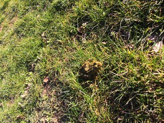 Ein Grasfrosch (Rana temporaria), aufgenommen in Nordhausen