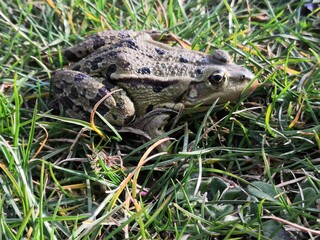 Ein Grasfrosch (Rana temporaria), aufgenommen in Nordhausen