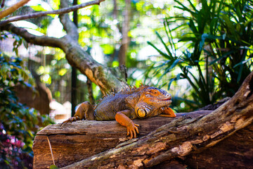 iguana on tree