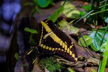 butterfly on the ground