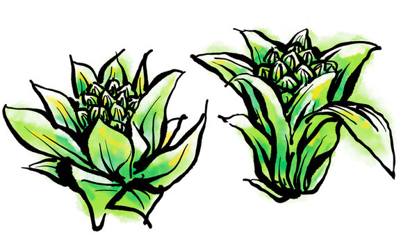 ふきのとう Images Browse 1 473 Stock Photos Vectors And Video Adobe Stock ふきのとう Images Browse 1 473 Stock Photos Vectors And Video Adobe Stock