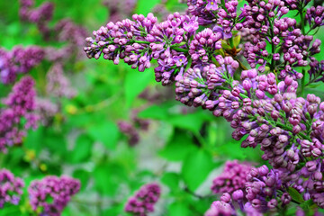 Lilac branch blooms in the Botanical Garden in spring 