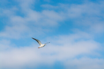 flight of a seagull in sky