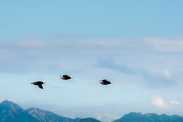 Three puffins in flight in sky