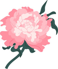 Elegant Blooming Japanese Peony Colored Illustration © Good Studio