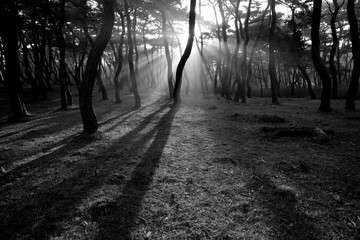 Gyeongju, South Korea Light falls in the morning mist in a pine forest