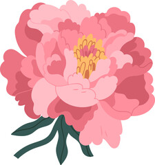 Delicate Peony Flower Colored Illustration © Good Studio