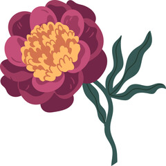 Lush Peony Flower Colored Illustration © Good Studio