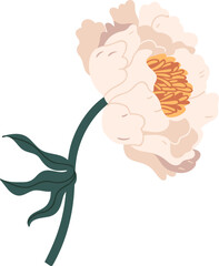 Beautiful Peony Flower Colored Illustration © Good Studio