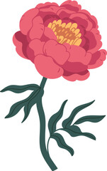 Elegant Peony Flower Colored Illustration © Good Studio