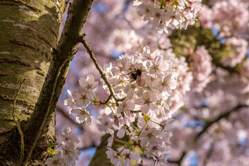 A bumblebee in a blossom tree 