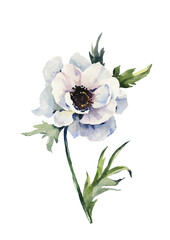 Beautiful anemone flower on a stem with green leaves. Pink and purple flower isolated on white background. Watercolor painting.