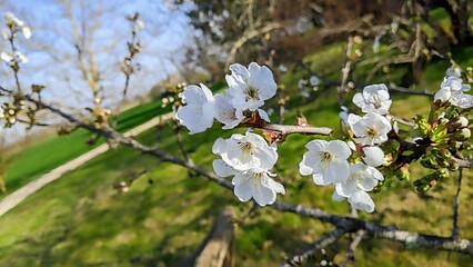 cherry tree blossom