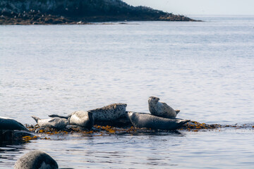 Sea lion on stone island