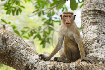 Adult male macaque monkey sitting on tree