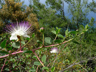 The caper bush (known also as Flinders rose), flower, edible flower buds and fruits in the Aegean region of Turkey.    