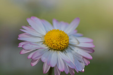 Obraz premium close up of pink daisy