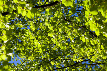 young green foliage on the crab in the spring season