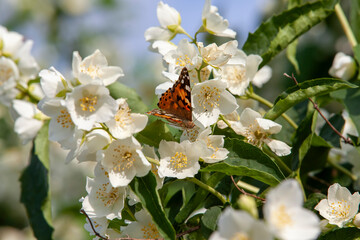 white old jasmine flowers in summer