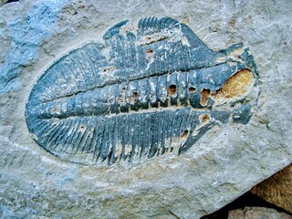 270 million Years Old Trilobite fossil, Burgess Shale, Yoho National Park, British Columbia, Canada © Mihail