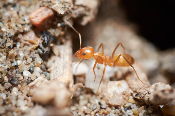 Red ant close up macro photography, can be used to represent pest control of an ant colony of the formica rufa kind of ants