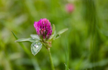 clover flower with dew drops